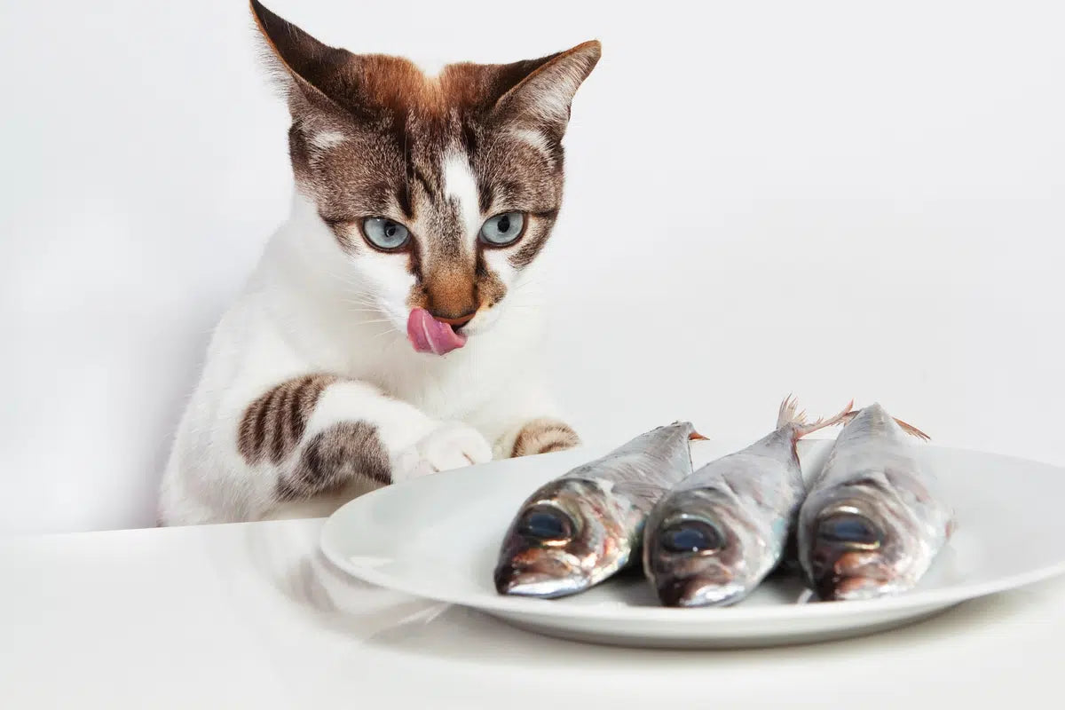 Basics cat care