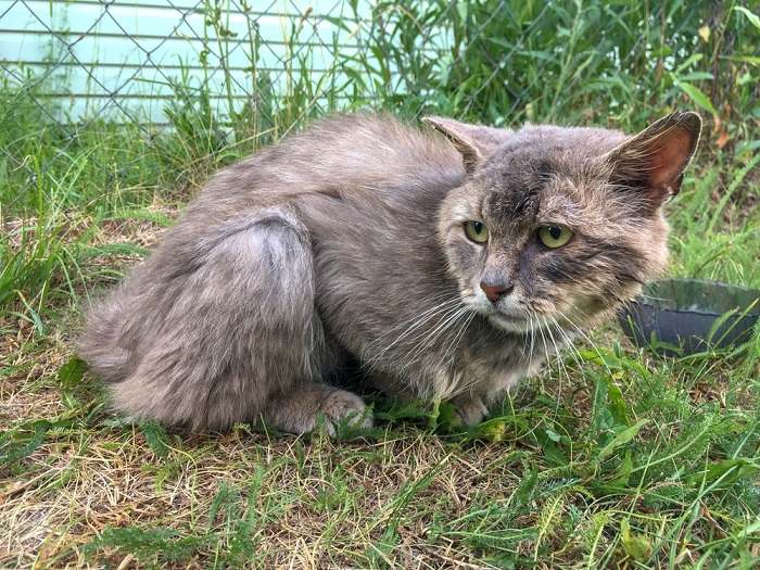 The Meaning of "Starving" the Cat
